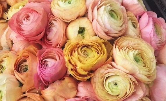 Spring has officially sprung! Today is the #SpringEquinox. The days are finally longer than the nights and our beds will soon be coming to life. We're so excited to have a farm full of flowers, the ranunculus will be first to bloom, and there's much more to come after them!
