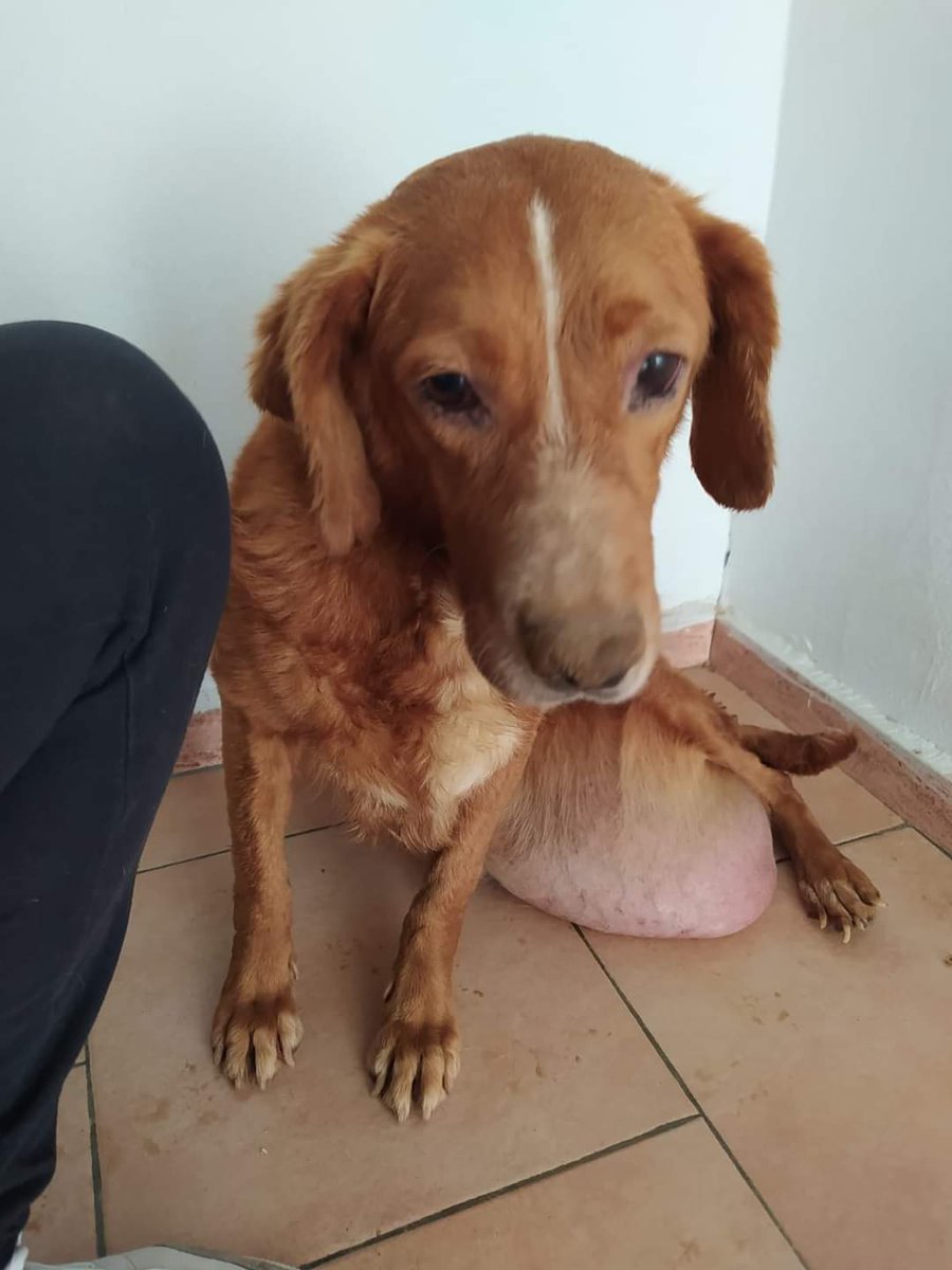 Uprodea_informa's tweet photo. La explotación y miserias que viven estas criaturas tan nobles como Rita, Alameda y Ginger son inimaginables. Os animamos a luchar en contra de esta aberrante costumbre en la que cada año miles de galgos y podencos son tratados con crueldad.

#RuralSinMaltratoAnimal 
#NoALaCaza https://t.co/C3YwtDsACh
