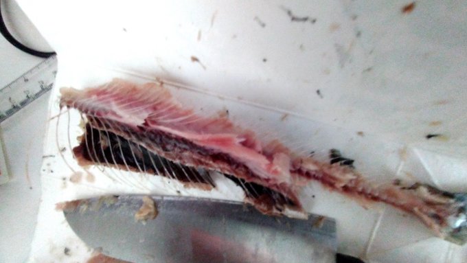 ãæ¹¯ãšå¡©ã«ã€ããããšã§æããããªããšèªãã ãã©ããŸããäºæã«ããããããšãäžéªšããŸãããšæã§æããã»ã©æããããªããšã¯!奥ã®èº«ãä»ããŠãã®ãç§ãå
äžã§ãããããã€ã
ãã£ãšäžéªšãåŒãåºããŠå°éªšã®åŠçããã¡ããã¡ã楜ã ã£ãã