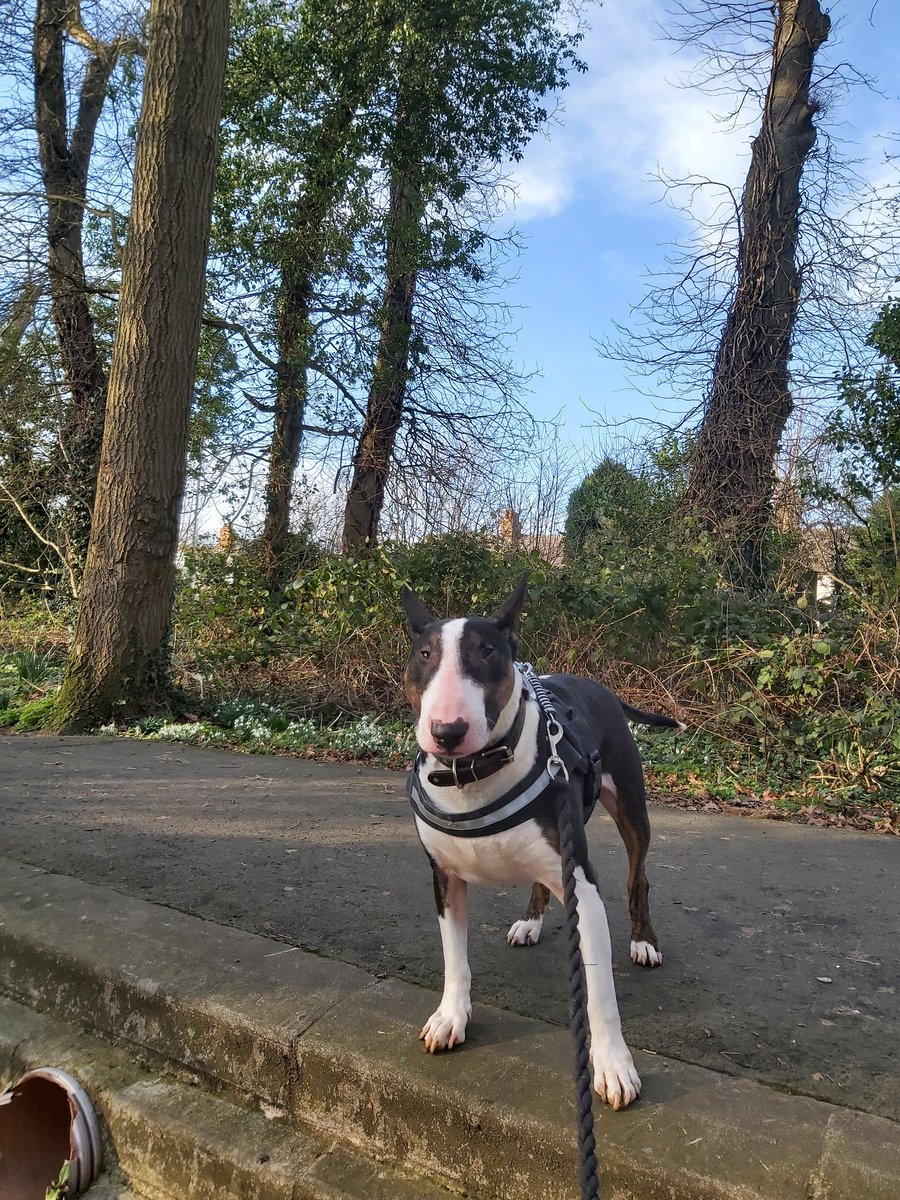 katy_chops's tweet photo. Fuff aka Frank, walk in the woods! #ebt #englishbullterrier #dogwalking https://t.co/AF1xhHudaE