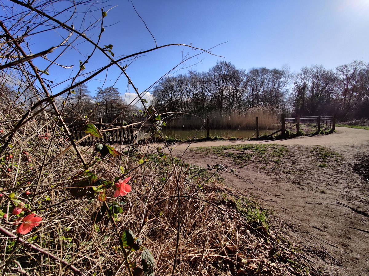 LindowCommon's tweet photo. First day of astronomical spring. Now spring by all measures. More and more flowers are blooming, temperatures warming up.
Enjoy it! 🌷🌼☀️
#LindowCommon, #Wilmslow https://t.co/0mPGxOoqn8