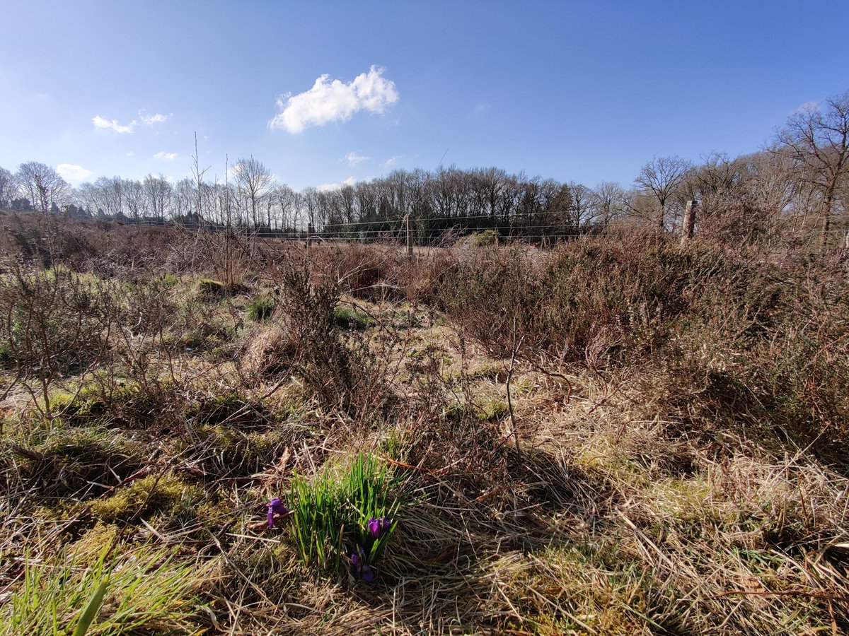 LindowCommon's tweet photo. First day of astronomical spring. Now spring by all measures. More and more flowers are blooming, temperatures warming up.
Enjoy it! 🌷🌼☀️
#LindowCommon, #Wilmslow https://t.co/0mPGxOoqn8
