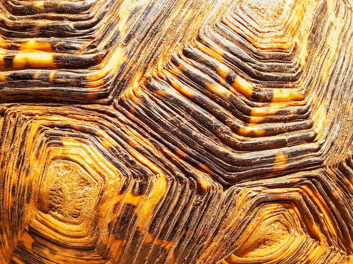 trillteamleon's tweet photo. The shell on this tortoise has crazy details on it 😳😍... and it was the first time I heard a tortoise maje a sound 😅 https://t.co/U84JVymRmv