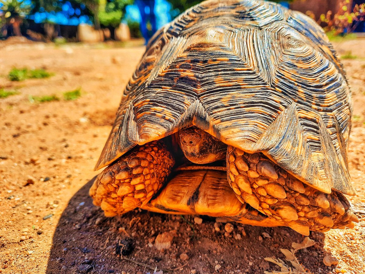 trillteamleon's tweet photo. The shell on this tortoise has crazy details on it 😳😍... and it was the first time I heard a tortoise maje a sound 😅 https://t.co/U84JVymRmv