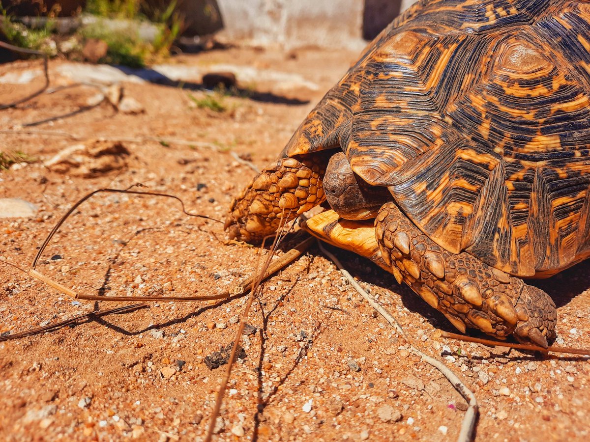 trillteamleon's tweet photo. The shell on this tortoise has crazy details on it 😳😍... and it was the first time I heard a tortoise maje a sound 😅 https://t.co/U84JVymRmv