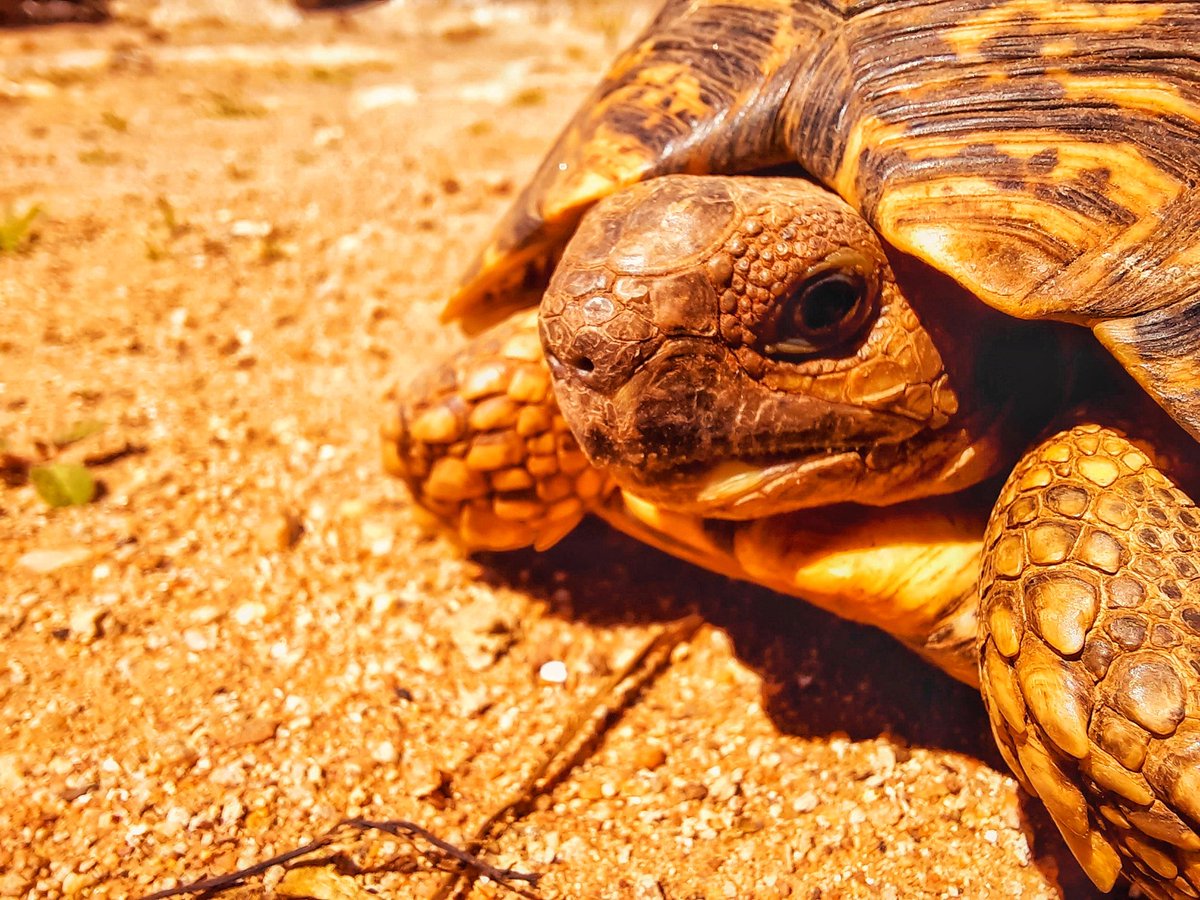 trillteamleon's tweet photo. The shell on this tortoise has crazy details on it 😳😍... and it was the first time I heard a tortoise maje a sound 😅 https://t.co/U84JVymRmv