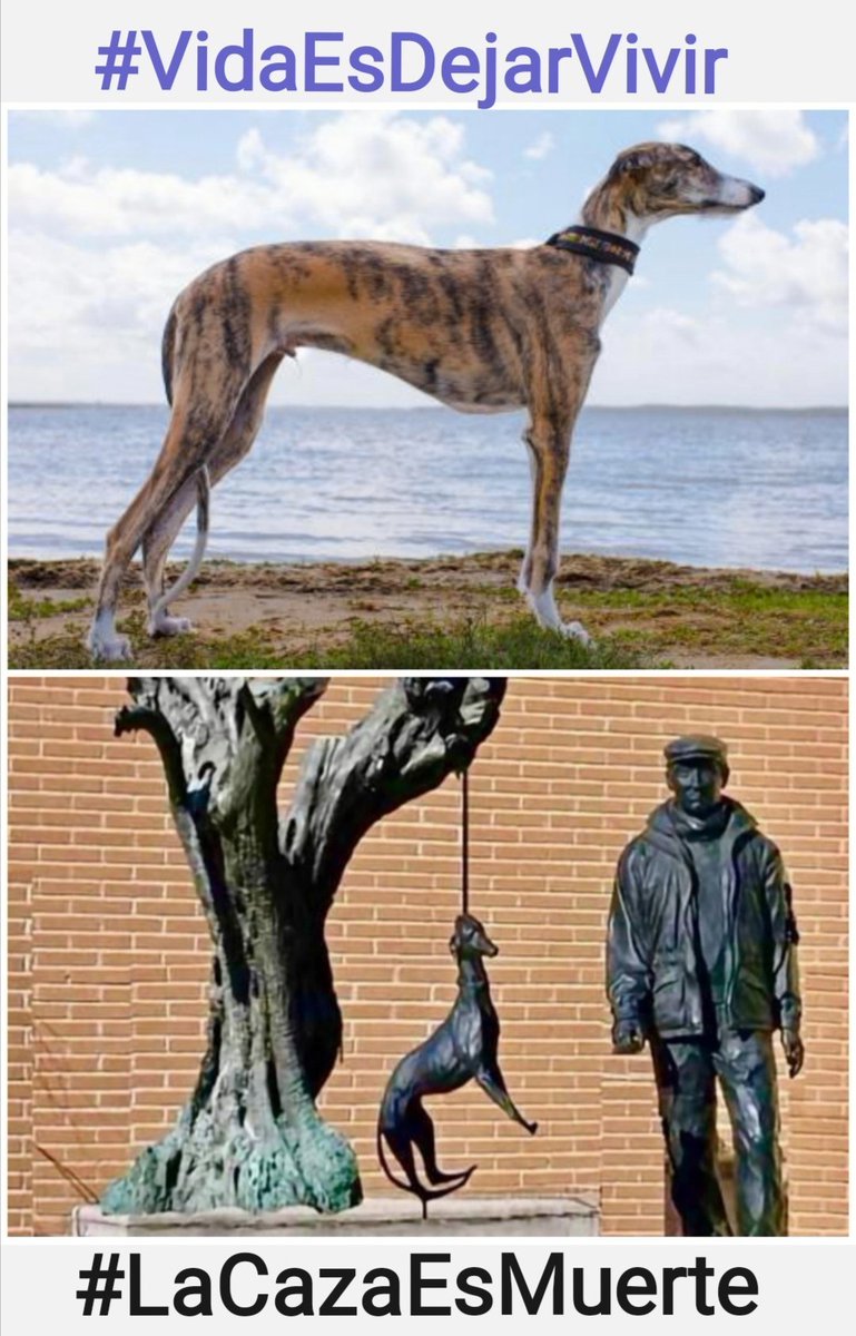 amaregar's tweet photo. Los perros usados en la caza 
Son maltratados , ahorcados , arrastrados con coches ,motos 
¿Dónde esta la vida ? 
Señor @sanchezcastejon @PSOE es inmoral el negocio de la caza , los cazadores son un colectivo despreciable 
Exigimos 
#RuralSinMaltratoAnimal 
Imagen @DobleLila https://t.co/a9Q2bBthXE