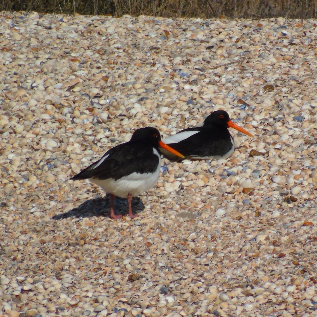 OareMarshes's tweet photo. Just a few of the birds that rest on @KentWildlife #SouthSwale #CastleCoote shell spit. https://t.co/hQW1lJvHJF