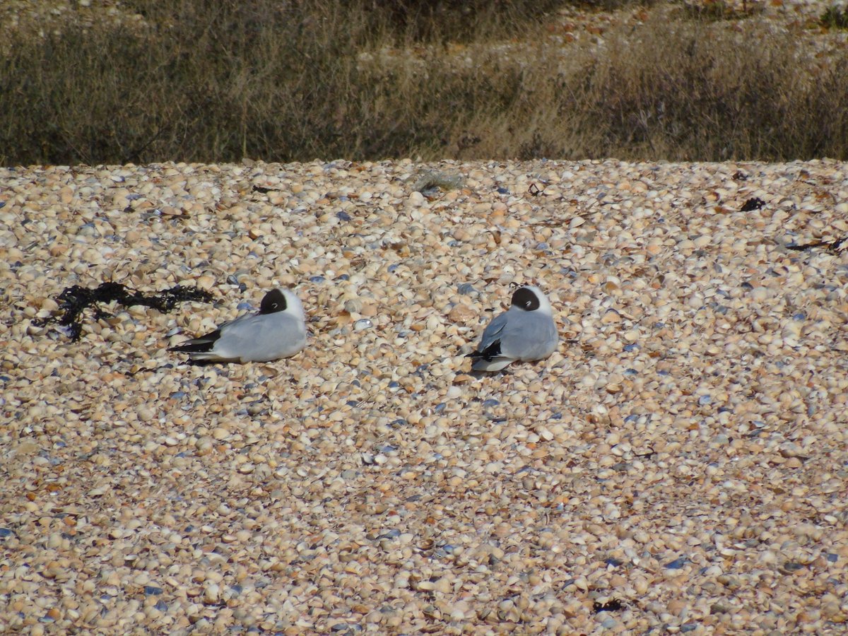 OareMarshes's tweet photo. Just a few of the birds that rest on @KentWildlife #SouthSwale #CastleCoote shell spit. https://t.co/hQW1lJvHJF