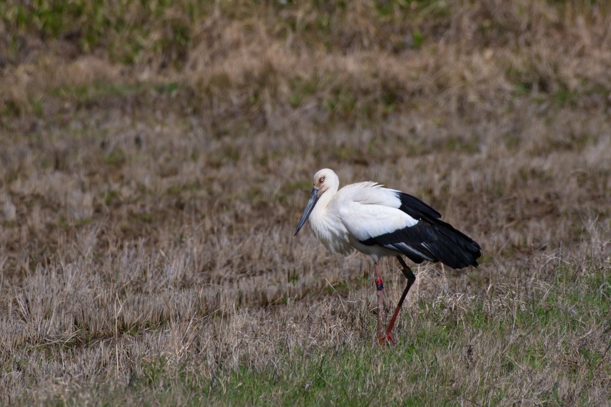 s7t73pf71's tweet photo. 松江で4羽のコウノトリ

#コウノトリ #野鳥 #j0383 #j0235 #j0374 #j0396 https://t.co/m2E1exfcnA
