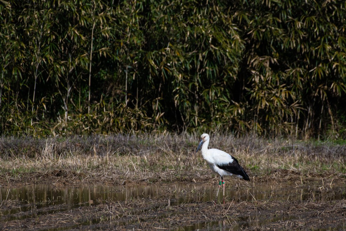 s7t73pf71's tweet photo. 松江で4羽のコウノトリ

#コウノトリ #野鳥 #j0383 #j0235 #j0374 #j0396 https://t.co/m2E1exfcnA