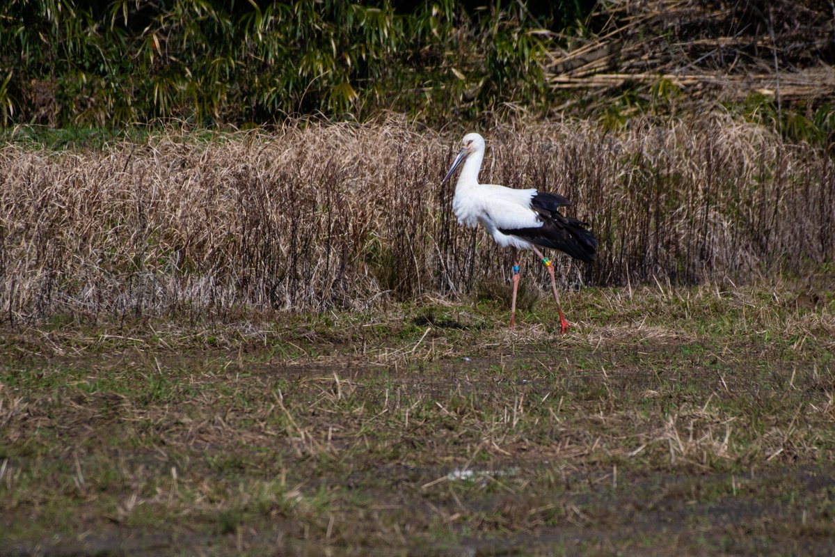 s7t73pf71's tweet photo. 松江で4羽のコウノトリ

#コウノトリ #野鳥 #j0383 #j0235 #j0374 #j0396 https://t.co/m2E1exfcnA