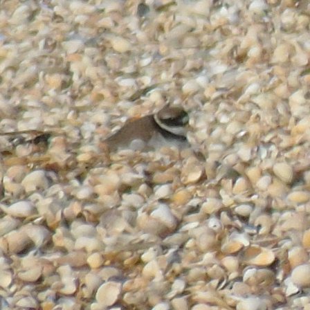 OareMarshes's tweet photo. Just a few of the birds that rest on @KentWildlife #SouthSwale #CastleCoote shell spit. https://t.co/hQW1lJvHJF