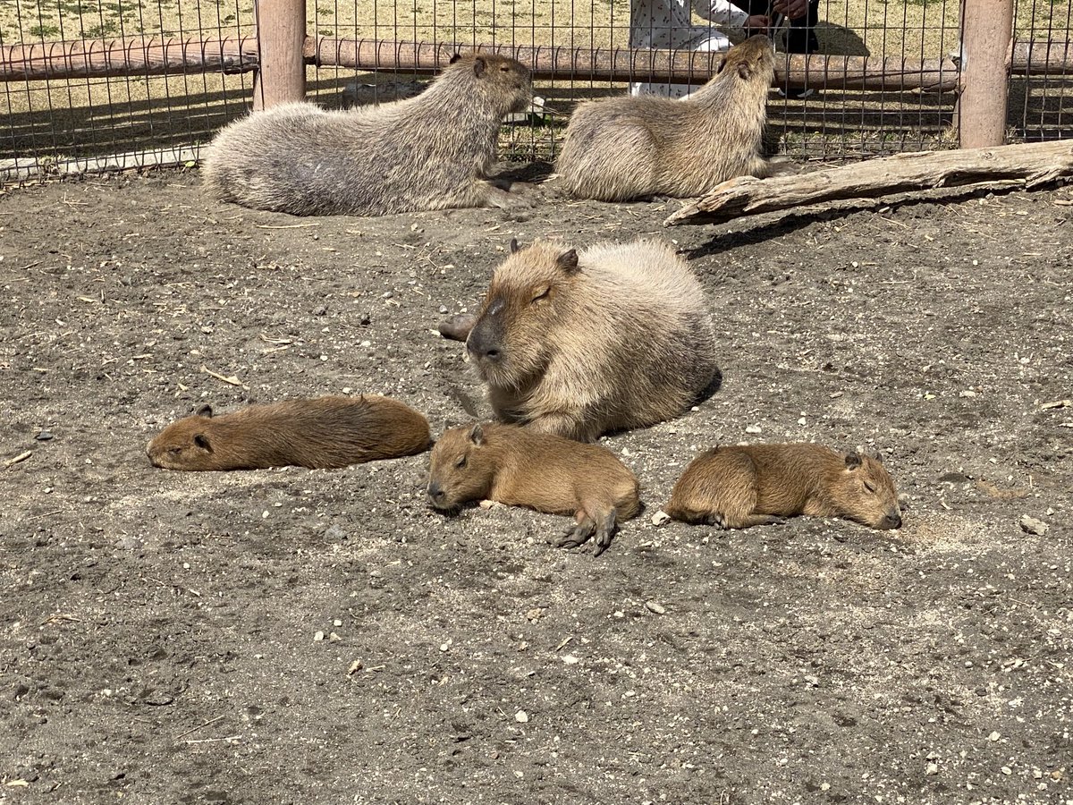 今日撮った、アロハガーデンたてやまのカピバラ親子、改めて見返すとマイナスイオンやばい。