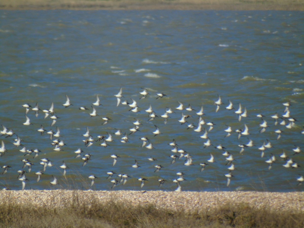 OareMarshes's tweet photo. Just a few of the birds that rest on @KentWildlife #SouthSwale #CastleCoote shell spit. https://t.co/hQW1lJvHJF