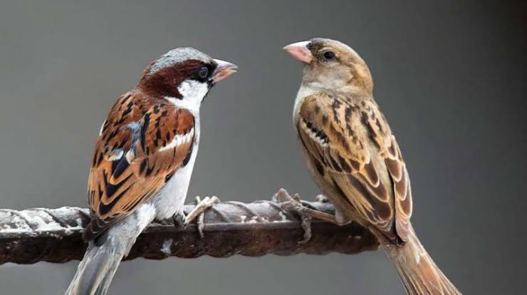 LionsPatna's tweet photo. Save Sparrow...Ek Prayas https://t.co/ML1iULmjj5