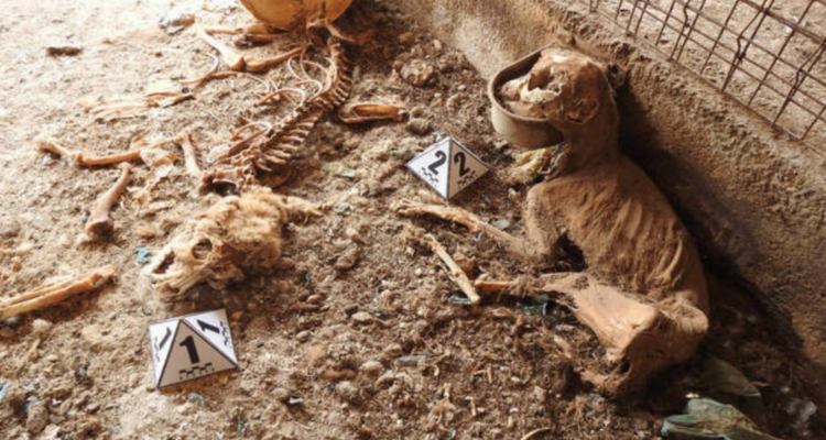 mcardenase's tweet photo. La caza es la peor muestra de la crueldad y sadismo humano.
#RuralSinMaltratoAnimal 
@sanchezcastejon 
@LuisPlanas 
@PSOE https://t.co/H52NOmKfoc
