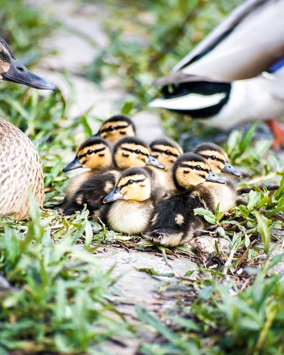 Birmingham & Black Country Wildlife Trust tweet media