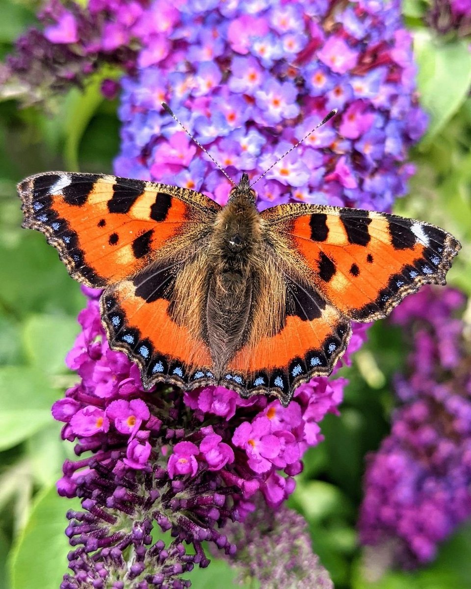 Birmingham & Black Country Wildlife Trust tweet media