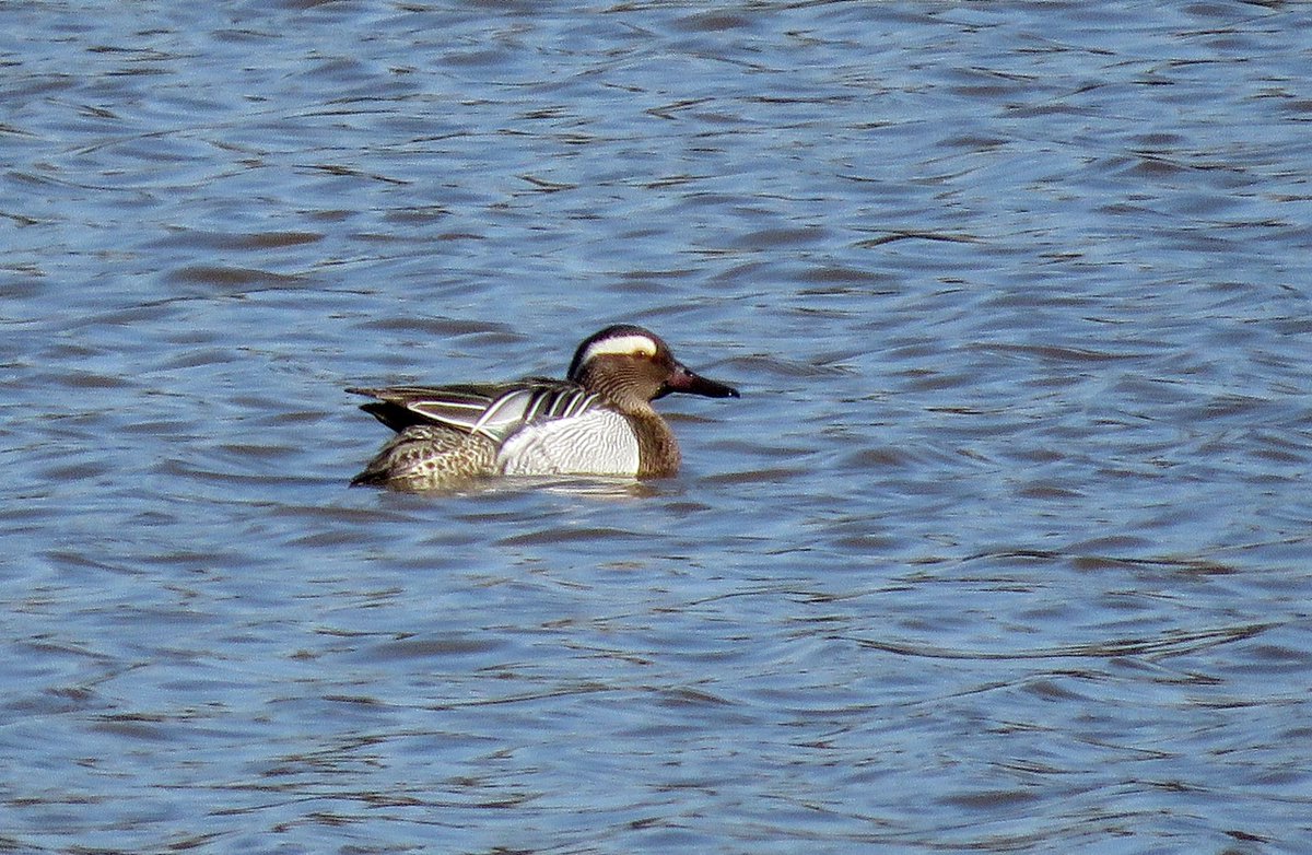 PeterBut1er's tweet photo. @AndyWarr3 @MidlandsBirder @WorcsBirding On my @WeBS_UK count this morning at Pirton Pool and saw this beauty of a male Garganey with his mate. They were by the dam but had swum over to the other bank and I couldn’t see them by the time I left at 10:00. https://t.co/f7gIN6d9tI