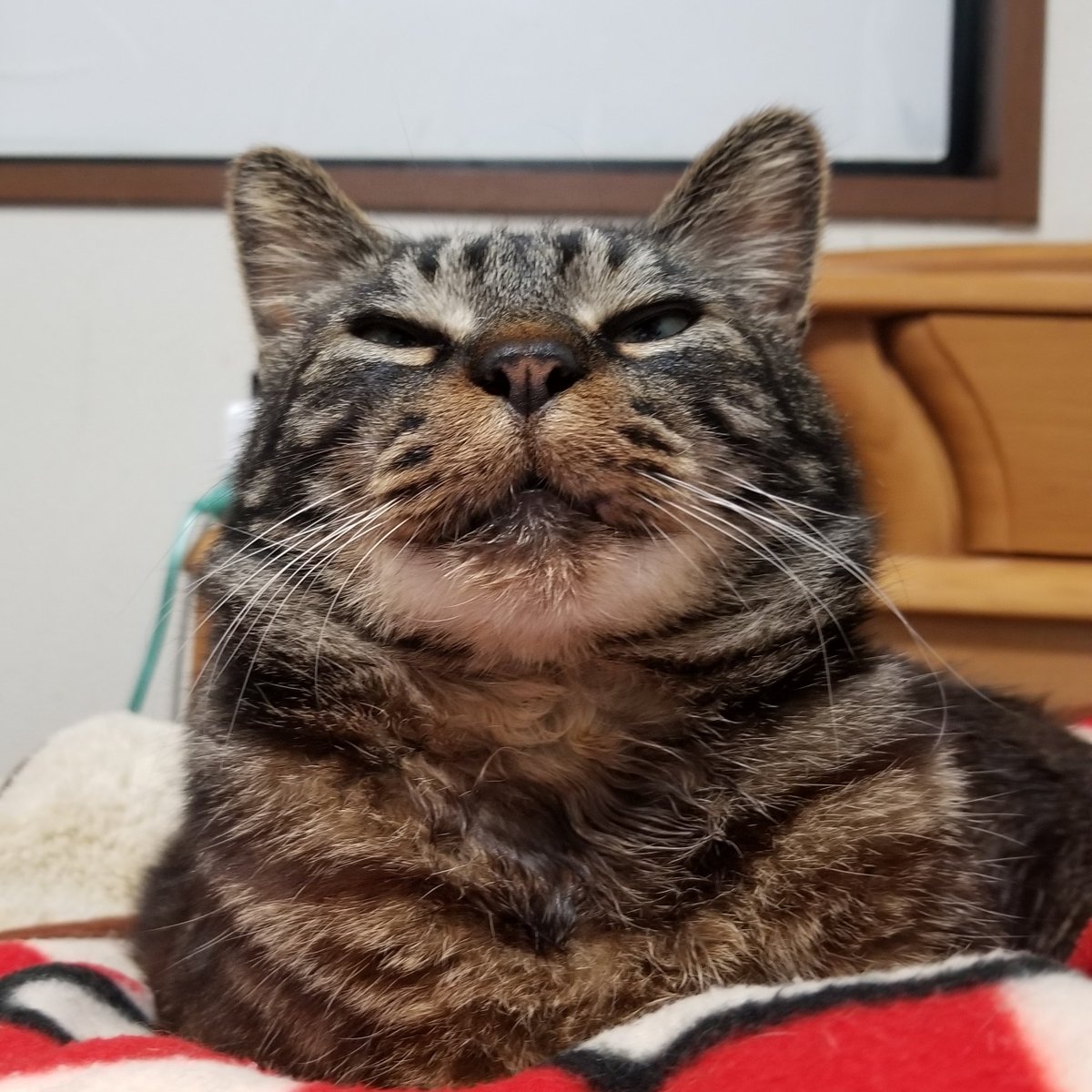 soto032072's tweet photo. 瞑想してます…

#猫好きさんと繋がりたい 
#猫のいる暮らし 
#猫のいる幸せ https://t.co/RXiZeQXie6