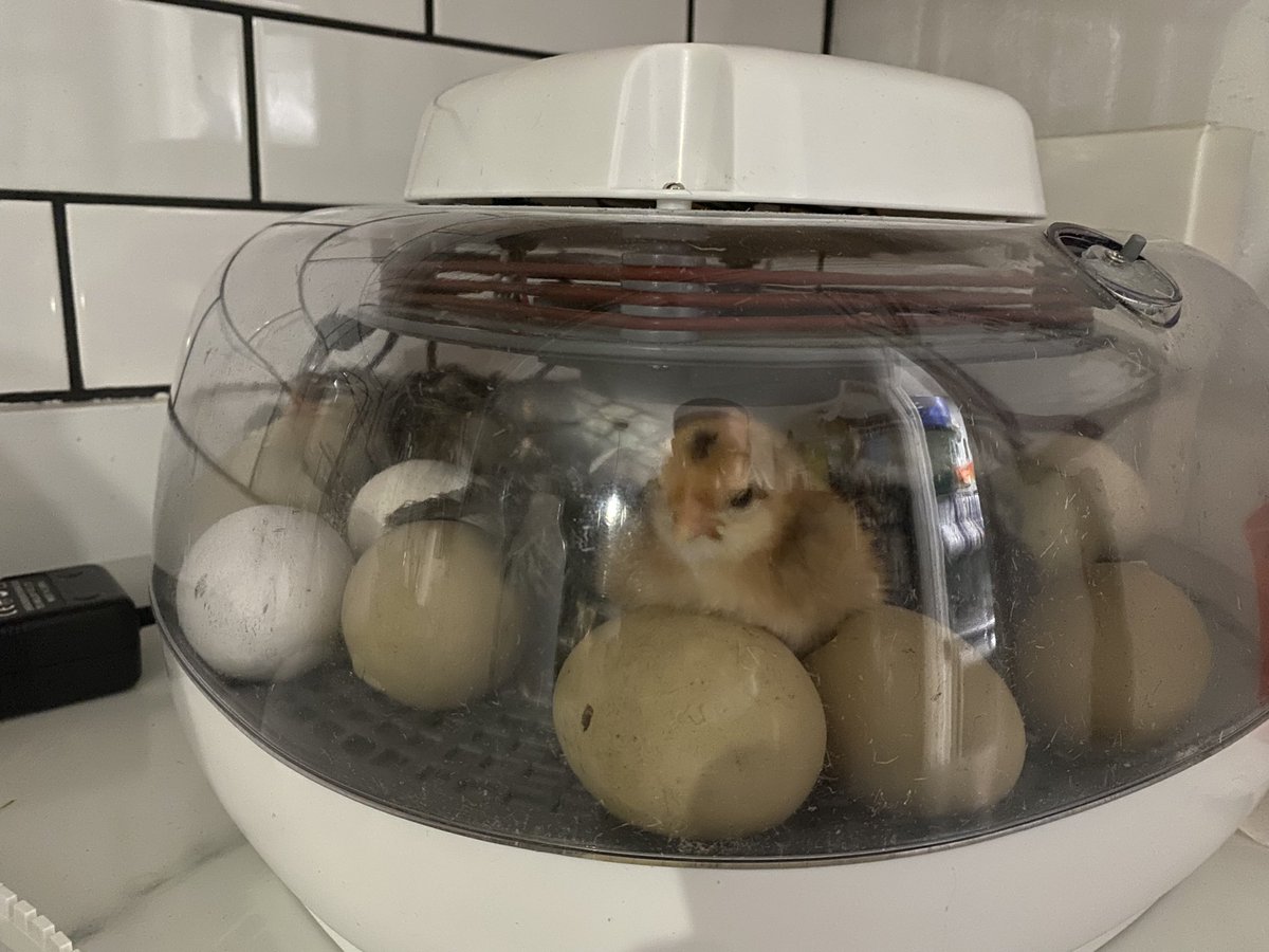 DrRooftopKY's tweet image. More little nuggets are hatching today. #chickenmath