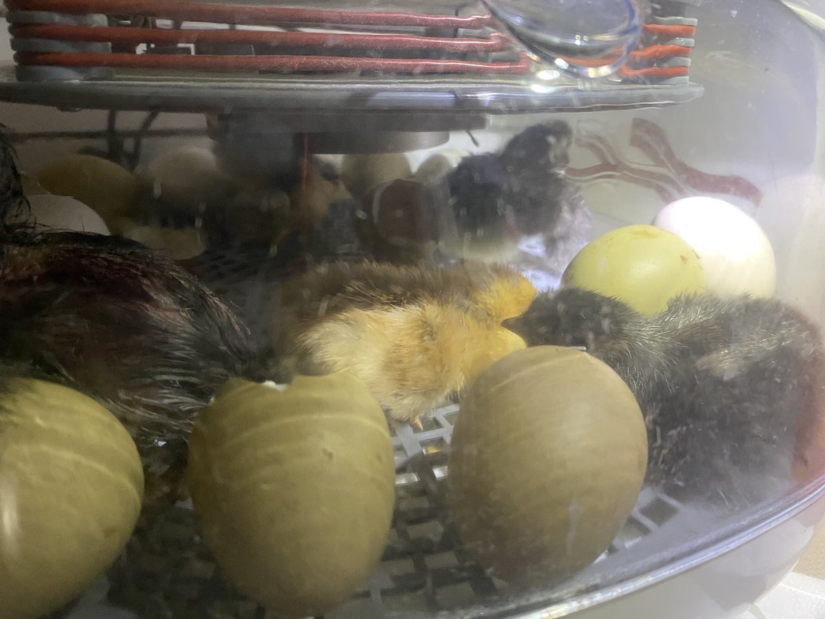 DrRooftopKY's tweet image. More little nuggets are hatching today. #chickenmath