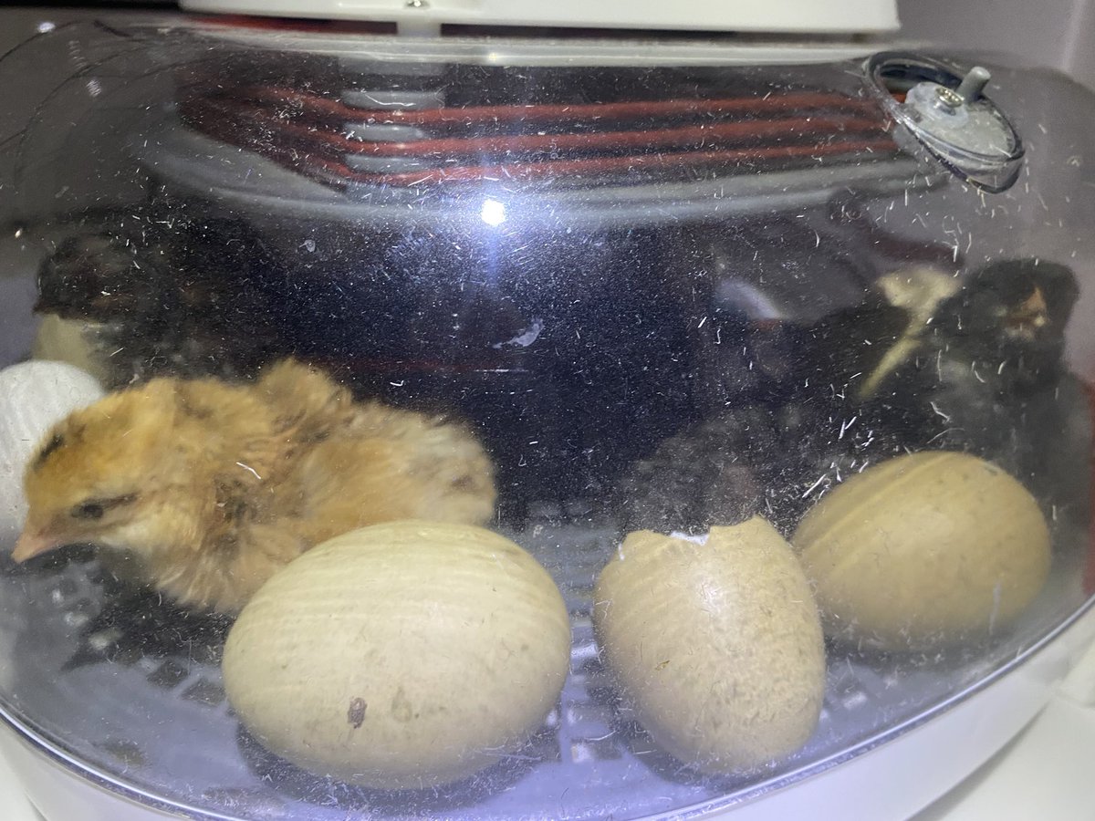 DrRooftopKY's tweet image. More little nuggets are hatching today. #chickenmath