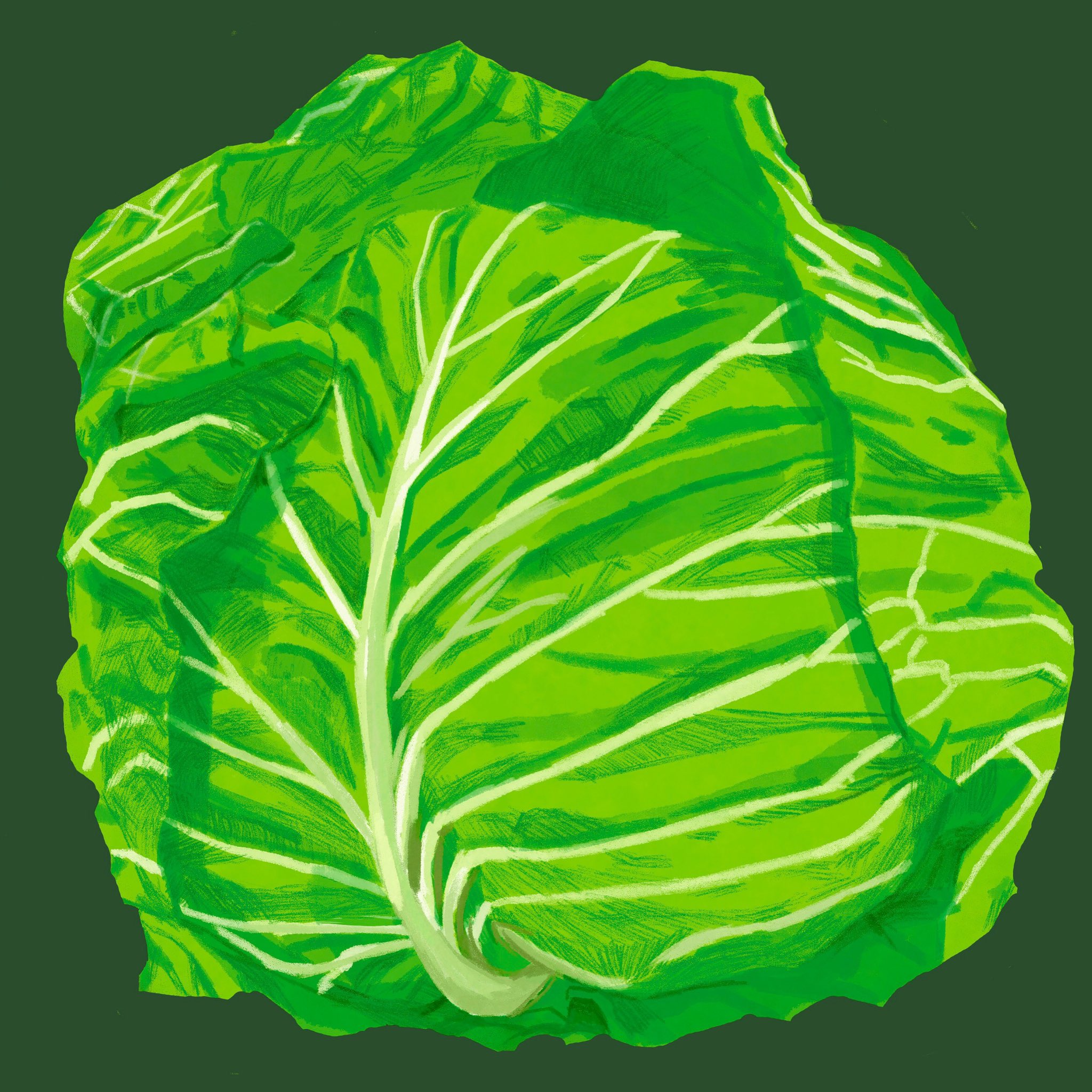 Kyo キャベツ Cabbage キャベツ Cabbage イラスト好きな人と繋がりたい 絵描きさんと繋がりたい 可愛い ゆるいイラスト 畑 野菜 Vegetable T Co 3vub6edi8h Twitter