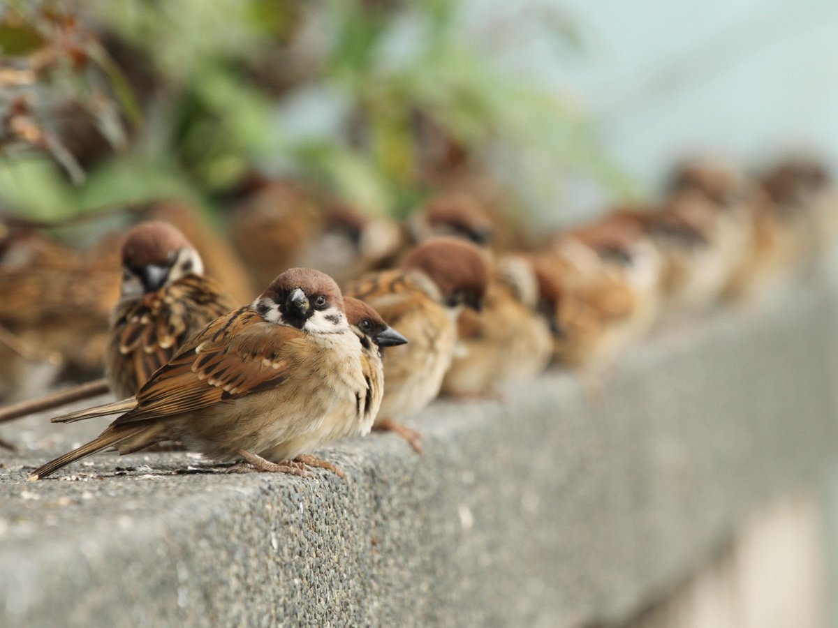 Neddamred's tweet photo. The sparrow finds a home,
and the swallow a nest for her young:
by your altars, O Lord of hosts, my King and my God.
Blessed are they who dwell in your house,
for ever singing your praise. Ps 84 (83): 4-5
#Mass #CommunionAntiphon #3rdSundayofLent #LentenSeason #Prayer https://t.co/E1jvOowhg1