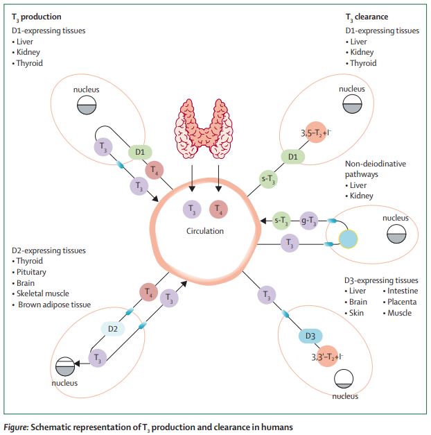 TheLancetEndo's tweet photo. The relevance of T3 in the management of #hypothyroidism https://t.co/scplz8Flwq 
#thyroid #liothyronine #levothyroxine https://t.co/msuVZea8Y5