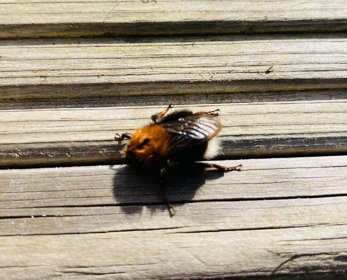 Dr_LangP's tweet photo. Marvellous sign of #springtime with #bumblebees emerging &amp; building up #nectar #pollen resources for establishing new colonies - sat with this #treebumblebee until it had dried, stretched &amp; warmed up enough in a sunny spot to fly away in search of its needs 🧡 @BumblebeeTrust https://t.co/bcc3tUJT6X