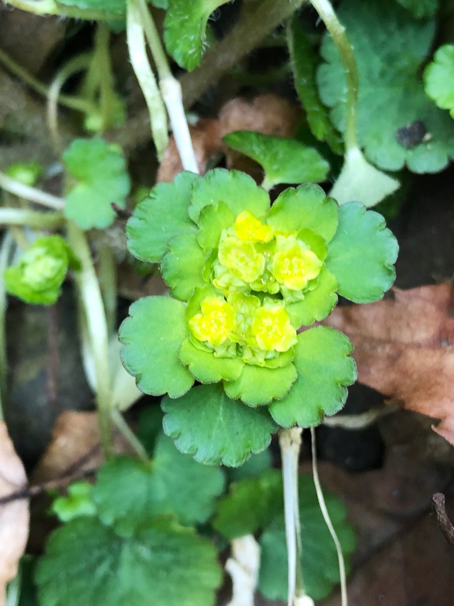 NobuyaH's tweet photo. ヤマネコノメソウ
Chrysosplenium japonicum (Maxim.) Makino
mar.2022
谷間にも春が訪れました、。
Spring has also come to the valley. 
#plants #植物 #chrysosplenium #ネコノメソウ https://t.co/d8fD1WgilW