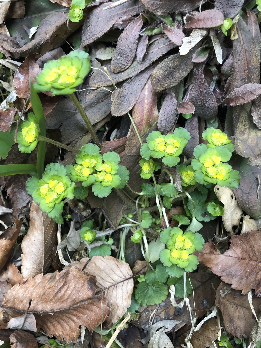 NobuyaH's tweet photo. ヤマネコノメソウ
Chrysosplenium japonicum (Maxim.) Makino
mar.2022
谷間にも春が訪れました、。
Spring has also come to the valley. 
#plants #植物 #chrysosplenium #ネコノメソウ https://t.co/d8fD1WgilW