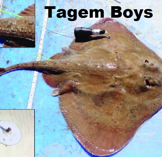 RegretfulPirat1's tweet photo. Tagging the Oceans Species Teaches Us #AnimalCruelty is Acceptable. #fishtag #sharktag #TagYourIt https://t.co/c4r2a5tPhN