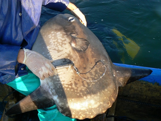 RegretfulPirat1's tweet photo. Tagging the Oceans Species Teaches Us #AnimalCruelty is Acceptable. #fishtag #sharktag #TagYourIt https://t.co/c4r2a5tPhN