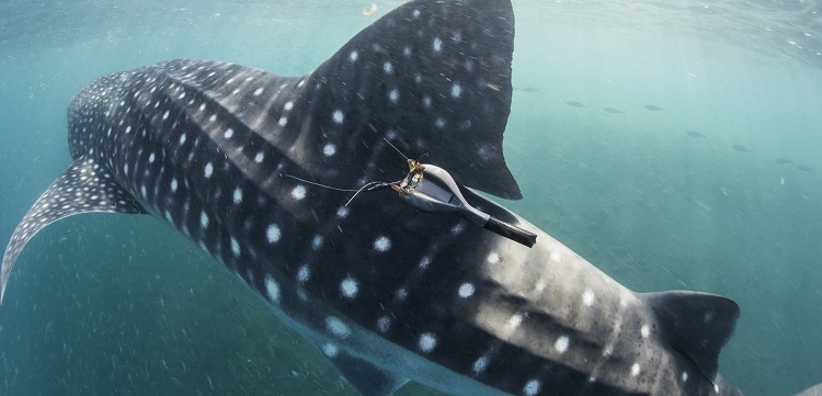 RegretfulPirat1's tweet photo. Tagging the Oceans Species Teaches Us #AnimalCruelty is Acceptable. #fishtag #sharktag #TagYourIt https://t.co/c4r2a5tPhN