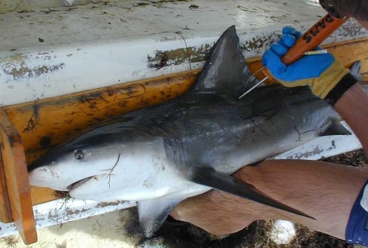RegretfulPirat1's tweet photo. Tagging the Oceans Species Teaches Us #AnimalCruelty is Acceptable. #fishtag #sharktag #TagYourIt https://t.co/c4r2a5tPhN