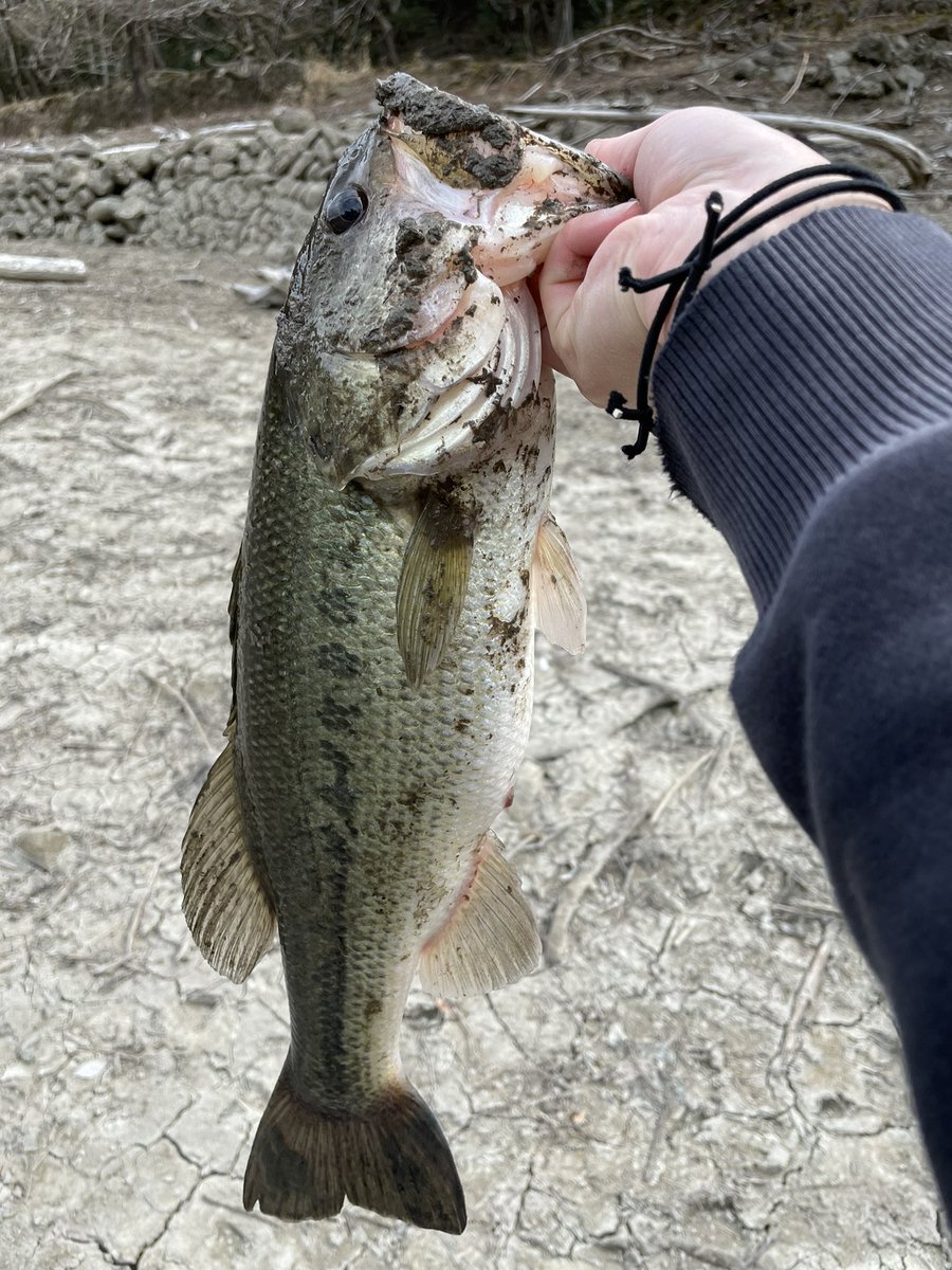 tyblq's tweet photo. 七川ダムにて45cmゲット😊
初めてスピナべで釣った😳 https://t.co/BNlNC6wOrp