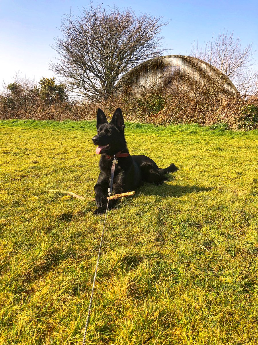 marthacunnigham's tweet photo. What a beauty 🖤😍@real_herbie #gsd #gsdlovers #dog #germanshepard #bgsd https://t.co/PxpSzMRWNa