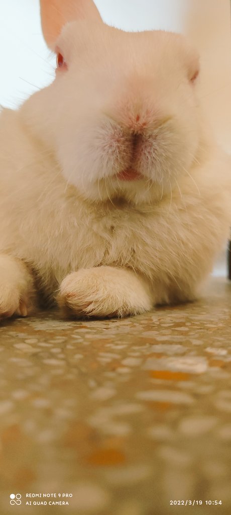 thevine002's tweet photo. #rabbits #rabbit 💖💖 https://t.co/XtLqqC1sW0