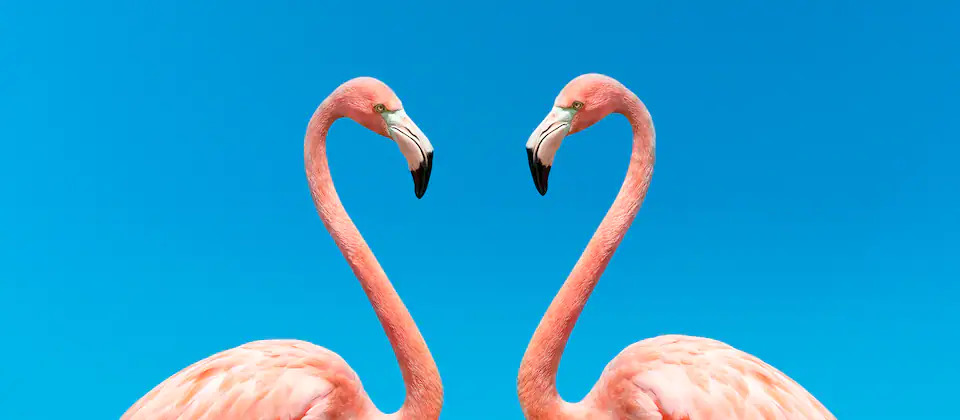 dokustreams_de's tweet photo. Planet der Liebe

Die spektakulärsten, skurrilsten und emotionalsten Paarungsspiele im Tierreich.

#Doku #Natur #Tiere

https://t.co/UXqyQNaIrQ https://t.co/NwqPVAgd0E