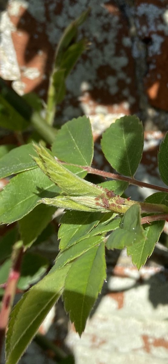 Plenty of aphids on the rambling rose at the front of our house (variety Seagull) they’ll be looking forward to a few pleasant days’ weather.