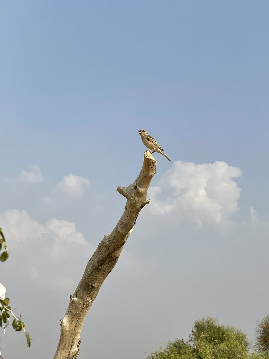 BakhtaringBaa's tweet photo. मिनखां आळे लेखे जोखे में आज इये चिड़की रो डीं है। अगे बा रे चाँरे में आळा घणाय ठाती। बेपार रो बा नां वंतळ कराती। हमें मिनख जीं पक्का घर ठायेता ऐ चिड़की कम डिसेती।

अज बा रे खेत आळी बोरड़की मथे गीत पई गाती। https://t.co/cXE48HQDcw