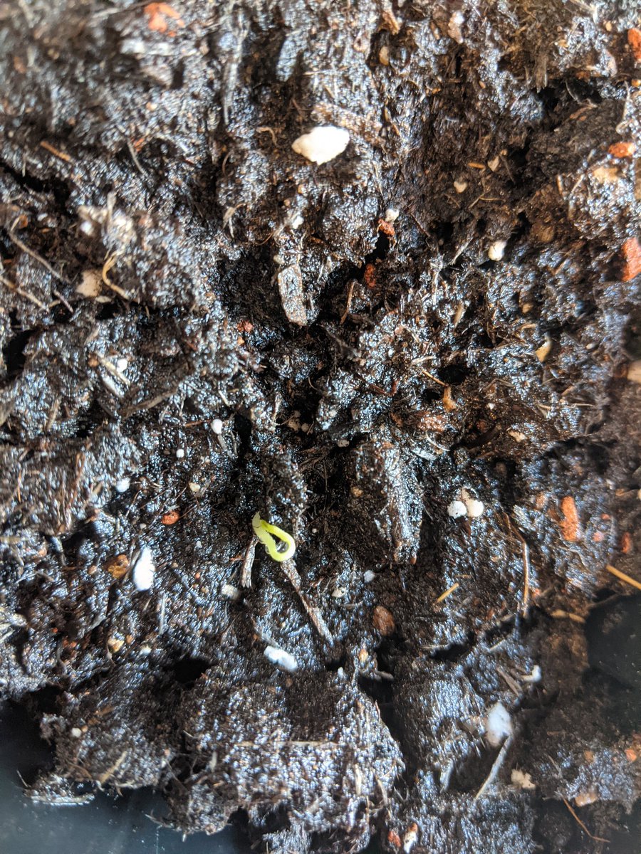 djspuddy's tweet photo. #pepperwatch germination baby! https://t.co/W4N4s9ccYw