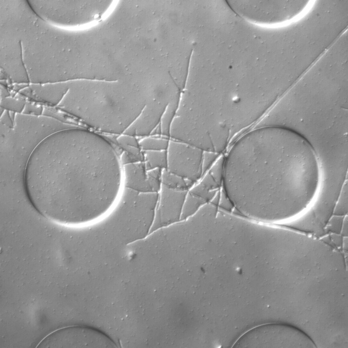 3 postdoc positions in my department! One with me, two with nice colleagues of mine! 
Postdoc SoilChip project (varbi.com)
Postdoc soil geochemistry (varbi.com)
Postdoc soil microbiology (varbi.com) 
Please RT:)
Pic cred <a href="/KAleklett/">Kristin Aleklett</a>
