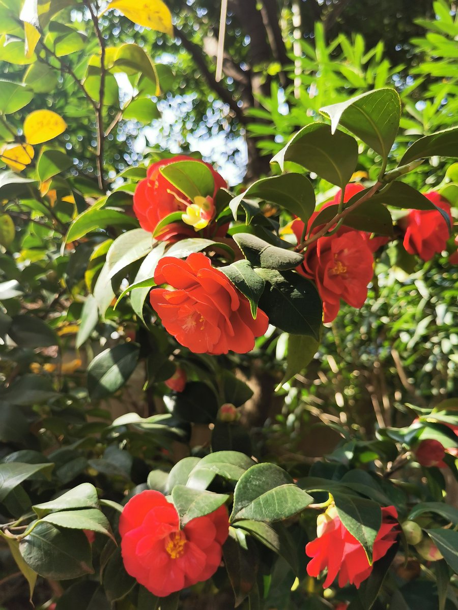 SIimonHZ6's tweet photo. 庭院·山茶花 https://t.co/jKFZqr3nNk