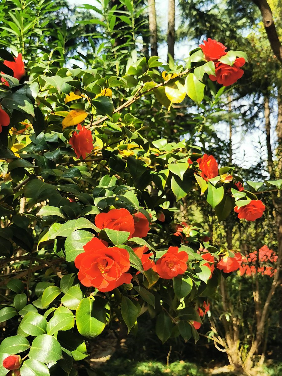 SIimonHZ6's tweet photo. 庭院·山茶花 https://t.co/jKFZqr3nNk