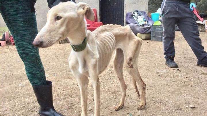 SerAnimales's tweet photo. La caza: matar y torturar por diversión, negocio para algunos, destrucción y muerte para los animales. @sanchezcastejon @LuisPlanas @PSOE #RuralSinMaltratoAnimal https://t.co/vHFOx1xFsC