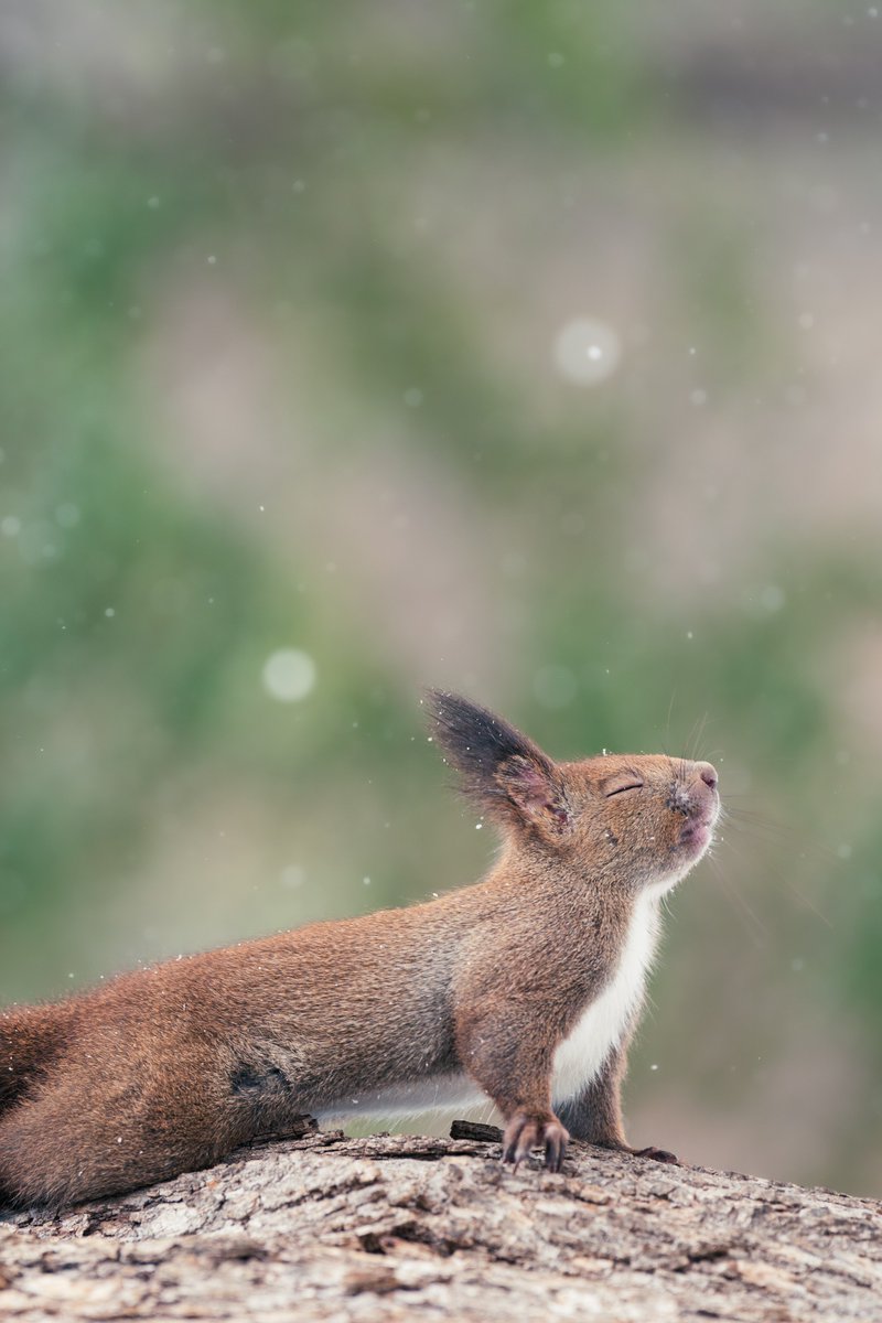 タグ エゾリス の注目ツイート メガとんトラック タグ エゾリス の注目ツイート メガとんトラック